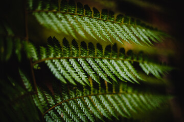green fern leaf