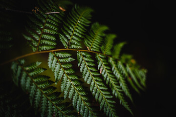 green fern leaves