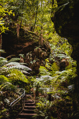 Fern trees in Grand Canyon, Blue Mountains, Australia