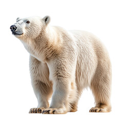 Majestic Polar Bear: A Symbol of Arctic Wilderness