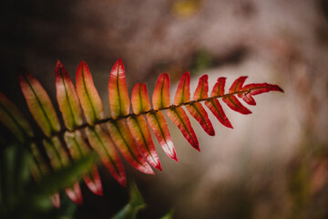 Red and yellow fern leaf