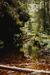 The rain forest in Grand Canyon, Blue Mountains, Australia
