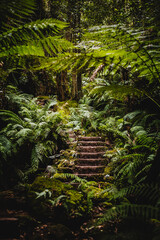 Stone stairs on the path in the rain forest in Grand Canyon, Blue Mountains, Australia
