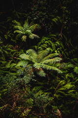 Fern trees in the rain forest in Grand Canyon in Blue Mountains, Australia