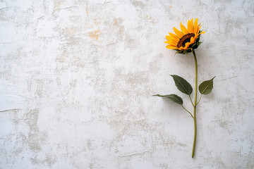 Minimal sunflower on a textured white background