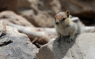cute golden-mantled ground squirrel in summer on a boulder along the lake loops trail in great basin national park near baker, nevada
