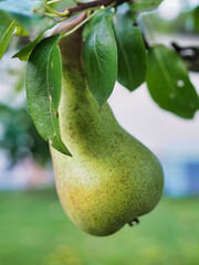 Fresh Green Pear Hanging on a Tree Branch in Summer Garden