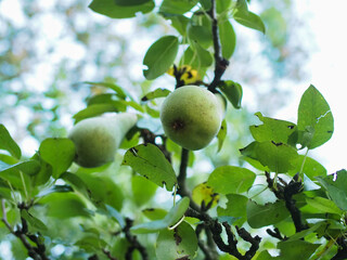 Close-Up of Ripe Green Pears Hanging on Tree Branches