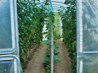 Lush Greenhouse With Vibrant Tomato Plants and Rows of Vegetables Growing