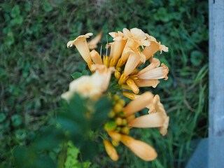 Close-Up of Delicate Orange Trumpet Shaped Flowers in a Garden Setting