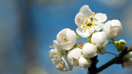 Twig of flowering blackthorn, Prunus spinosa, in spring. white flowers, natural floral background....