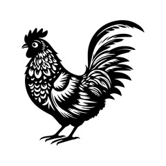 rooster isolated on white background