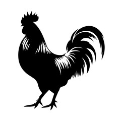 rooster isolated on white background