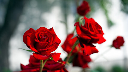 Red rose flower background. Red roses on a bush in the garden, close-up. Red rose flower with water drops after rain or morning dew. Red Rose, Black Magic, passion. flowering season, flower bed