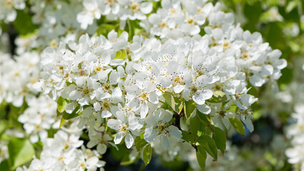 pear flowers. blooming tree in the garden. white delicate flowers and green and young leaves. Malinae, Springtide. Branches of flowering pears on a green background. close-up. pear in the forest