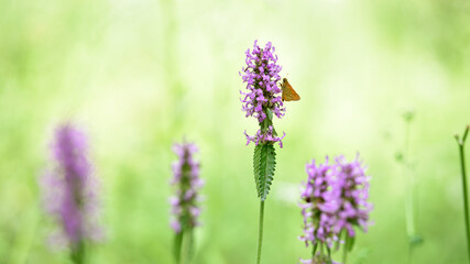 Ochlodes sylvanus on Betonica officinalis. butterfly collects nectar on pink wildflowers. summer season. butterfly on a flower close-up. Blurred light background. insects in nature, macro photo.