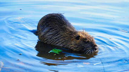 Swimming nutria foraging in calm water during a sunny afternoon in a natural wetland habitat