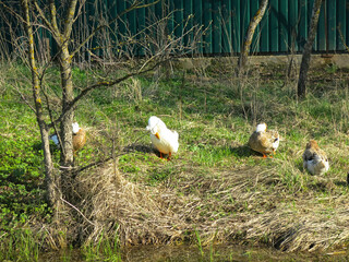 domestic geese on a street walk  