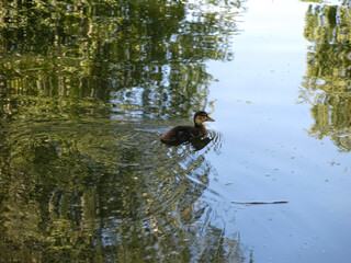 ducks swim in the pond in summer