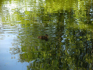 ducks swim in the pond in summer