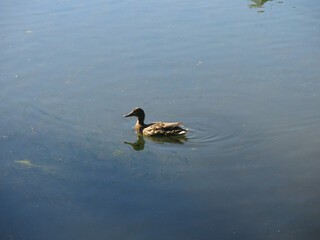 ducks swim in the pond in summer