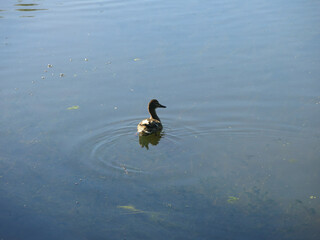 ducks swim in the pond in summer
