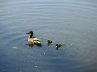 ducks swim in the pond in summer