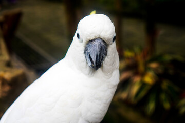 A close-up of a yellow-crested cockatoo (Cacatua Sulphurea) in the park.