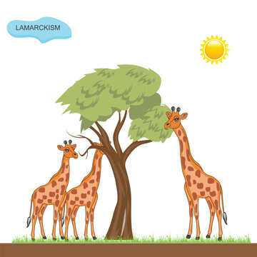 Lamarckism. The Theory of Inheritance of Acquired Characteristics.
