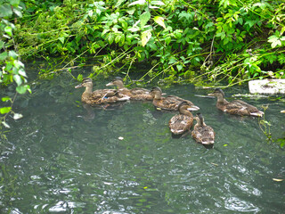 ducks swim in the pond in summer