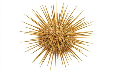 A golden barrel cactus with spiky yellow needles, centered on a clean white background