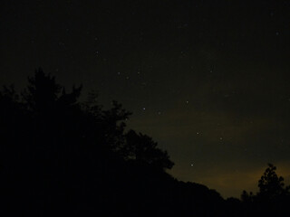 Starry Night Sky Over Trees in a Peaceful Natural Setting