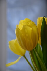 Naklejka premium Beautiful bouquet of yellow tulips on snowy day