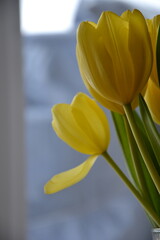 Obraz premium Beautiful bouquet of yellow tulips on snowy day