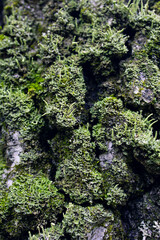 Fungus parasite on tree. Mold and moss on tree bark. Old birch. Birch bark close-up.