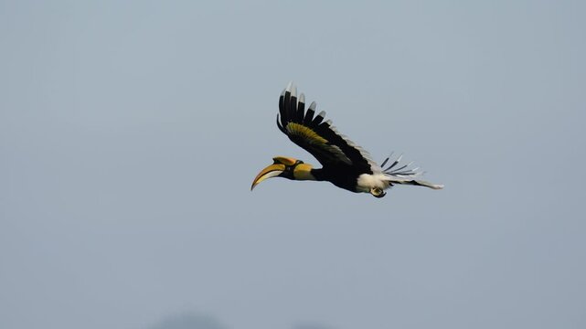 Great Hornbill (Buceros bicornis ) Flying freely in the sky.Bird watching with telephoto in the forest.