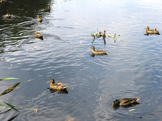 ducks swim in the pond in summer