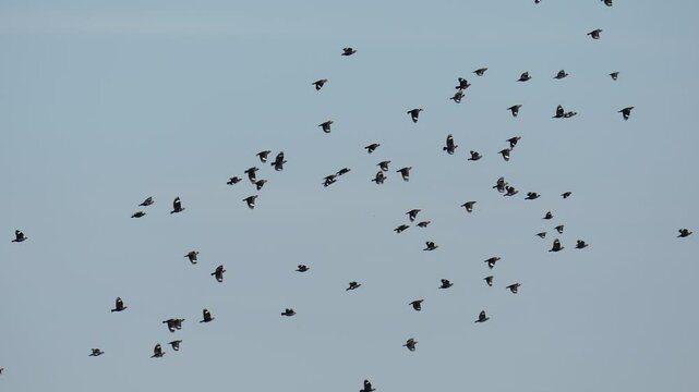 Mynas(Acridotheres)Flying freely in the sky.Bird watching with telephoto in the forest.