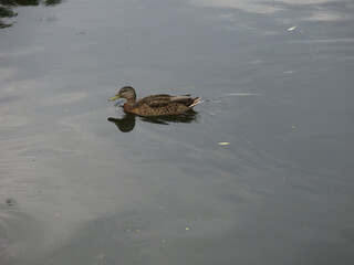 ducks swim in the pond in summer
