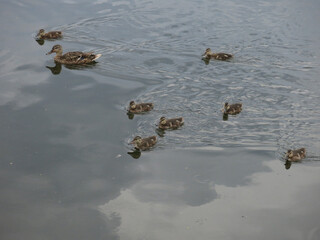 ducks swim in the pond in summer