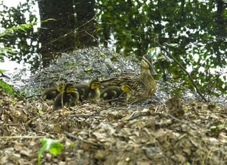 ducks swim in the pond in summer