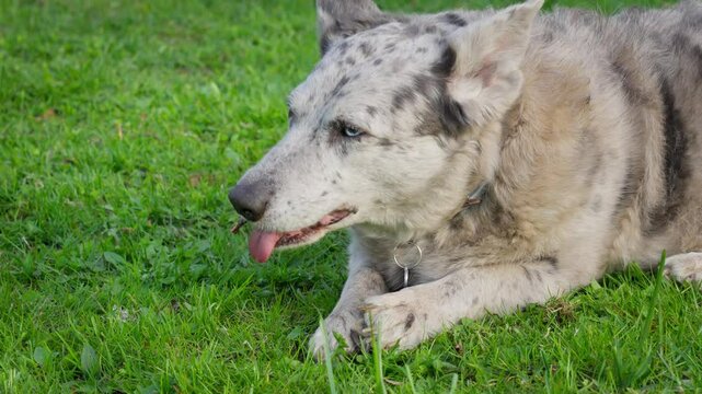 A spotted mongrel with two-colored eyes, lying in the grass and chewing on a tree branch.
