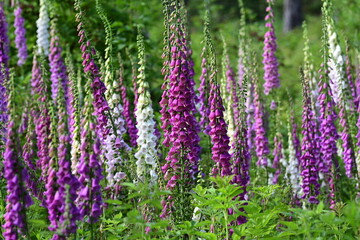 Obraz premium Digitalis blühend auf einer Waldlichtung