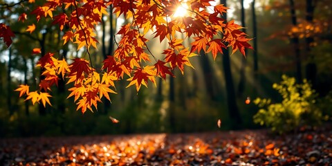 Beautiful autumn landscape with. Colorful foliage in the park. Beautiful autumn landscape with yellow trees and sun. Colorful foliage in the park. Falling leaves natural background