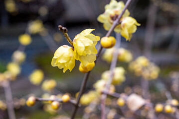 鎌倉2501　浄智寺23　蠟梅