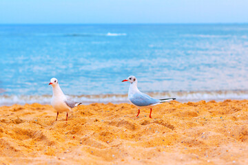 Two seagulls standing on a sandy beach with the ocean in the background. The seagulls are positioned apart from each other, and the scene captures a calm and serene coastal environment