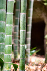 鎌倉2501　浄智寺9　竹林