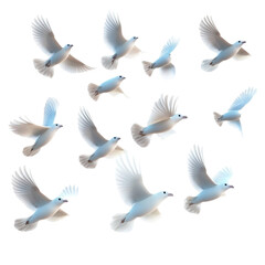 Obraz premium A Flight of White Doves: Graceful Birds in Motion