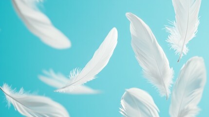 Naklejka premium white feathers on blue background