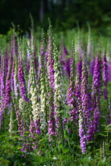Obraz premium Digitalis blühend auf einer Waldlichtung